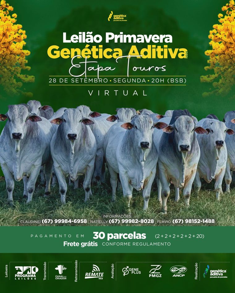 Leilão Primavera Genética Aditiva 2026, 27 e 28 de setembro, fêmeas e touros Nelore PO